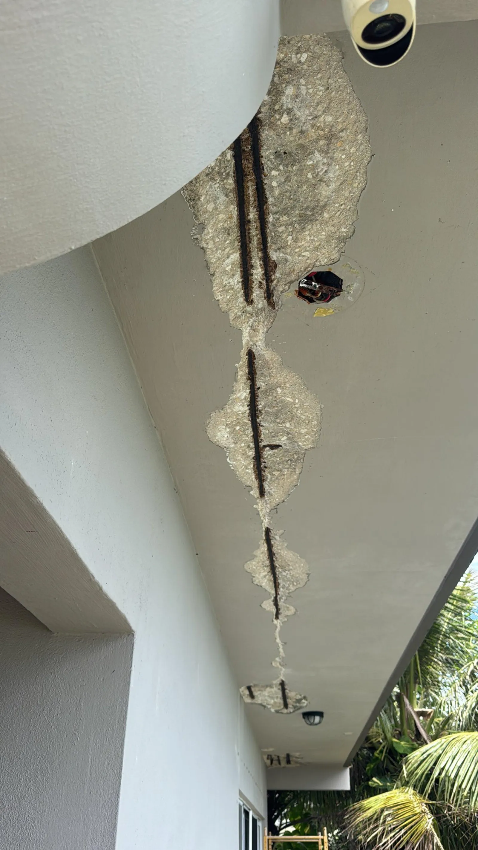 Concrete broken away along a painted beam soffit, exposing two lengths of heavily rusted reinforcing bar